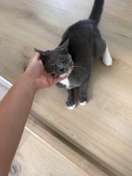 Found/Stray Male Cat last seen Near Chancellor Convenience Center, Fredericksburg, VA 22407