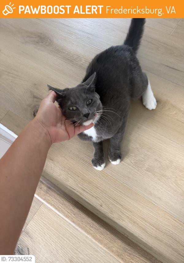 Found/Stray Male Cat last seen Near Chancellor Convenience Center, Fredericksburg, VA 22407