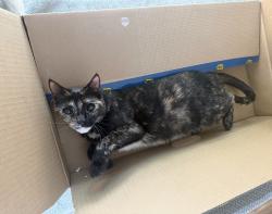 Lost Female Cat last seen Parks Junior High, Pioneer Ave, Paseo Dorado Road, Fullerton, CA 92833