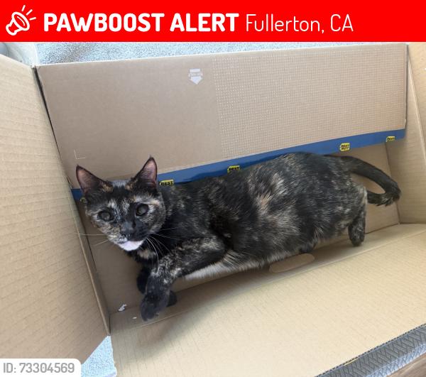 Lost Female Cat last seen Parks Junior High, Pioneer Ave, Paseo Dorado Road, Fullerton, CA 92833