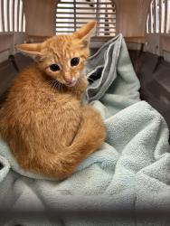 Shelter Stray Male Cat last seen Near Dorchester Lane, VIRGINIA BEACH, VA, 23464, 341 S Birdneck Rd, Virginia Beach, VA 23451, USA