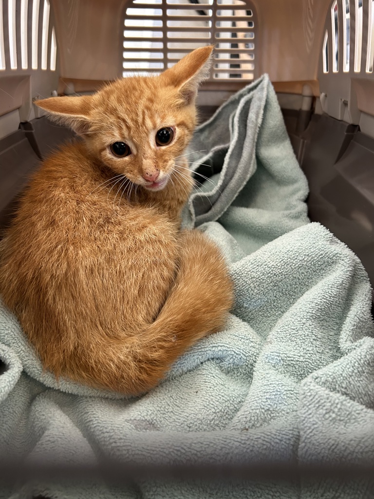 Shelter Stray Male Cat last seen Near Dorchester Lane, VIRGINIA BEACH, VA, 23464, 341 S Birdneck Rd, Virginia Beach, VA 23451, USA