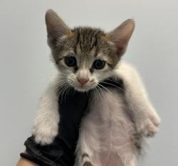 Shelter Stray Male Cat last seen Near 65th Street, San Diego, CA, 92114, 5500 Gaines St, San Diego, CA 92110, USA