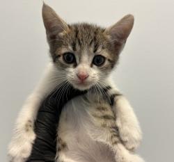 Shelter Stray Female Cat last seen Near 65th Street, San Diego, CA, 92114, 5500 Gaines St, San Diego, CA 92110, USA