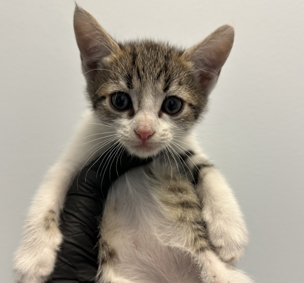 Shelter Stray Female Cat last seen Near 65th Street, San Diego, CA, 92114, 5500 Gaines St, San Diego, CA 92110, USA