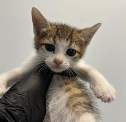 Shelter Stray Male Cat last seen Near 65th Street, San Diego, CA, 92114, 5500 Gaines St, San Diego, CA 92110, USA