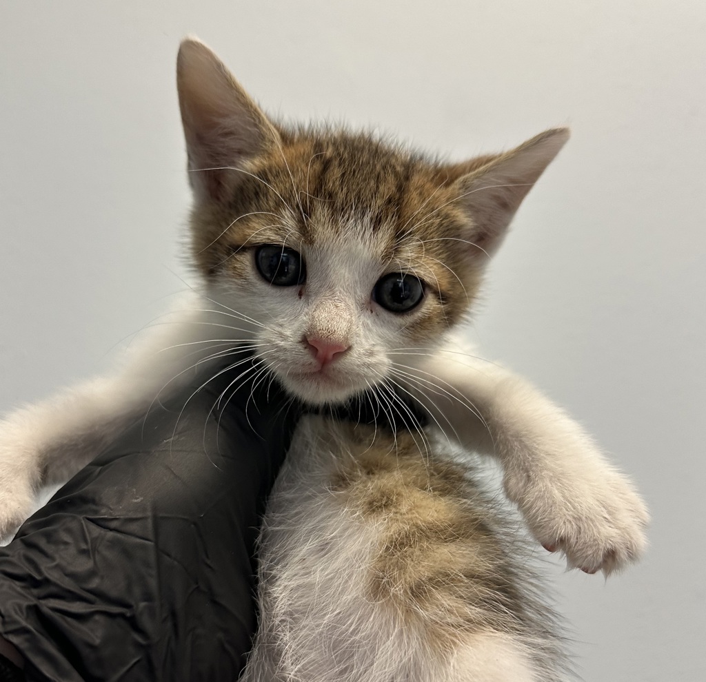 Shelter Stray Male Cat last seen Near 65th Street, San Diego, CA, 92114, 5500 Gaines St, San Diego, CA 92110, USA