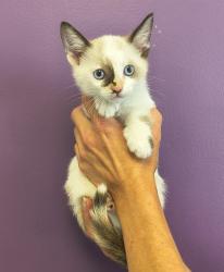 Shelter Stray Female Cat last seen Near S West Temple Street, SALT LAKE CITY, UT, 84101, 511 W 3900 S, Salt Lake City, UT 84123, USA
