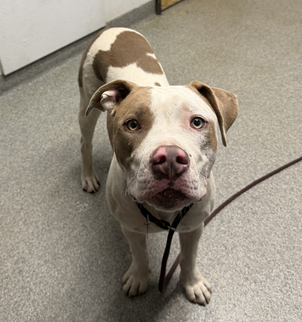 Shelter Stray Male Dog last seen Bernardo Center Drive, San Diego, CA, 92127, Escondido, CA 92027, USA