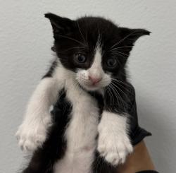 Shelter Stray Male Cat last seen Near Donax Avenue, San Diego, CA, 92154, 5500 Gaines St, San Diego, CA 92110, USA