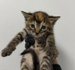 Shelter Stray Female Cat last seen Near Donax Avenue, San Diego, CA, 92154, 5500 Gaines St, San Diego, CA 92110, USA