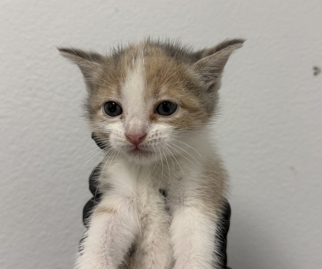 Shelter Stray Female Cat last seen Near Donax Avenue, San Diego, CA, 92154, 5500 Gaines St, San Diego, CA 92110, USA