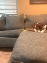 Lost Male Dog last seen singleton and hampton, Dallas, TX 75212