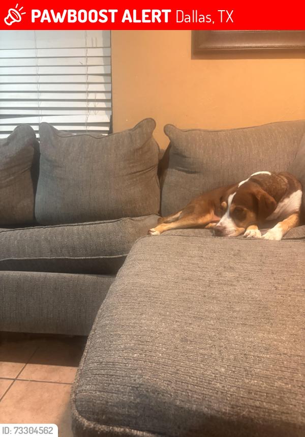 Lost Male Dog last seen singleton and hampton, Dallas, TX 75212