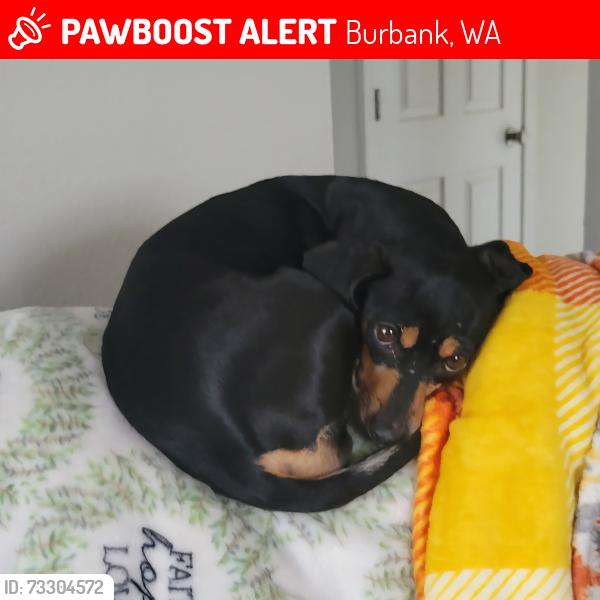 Lost Female Dog last seen Lake Rd. Burbank WA, Burbank, WA 99323