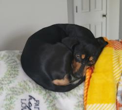 Lost Female Dog last seen Lake Rd. Burbank WA, Burbank, WA 99323