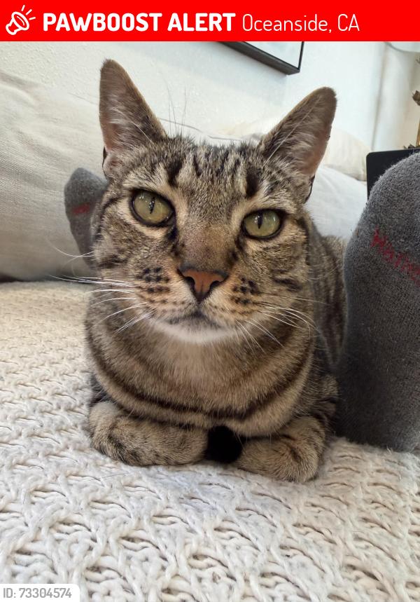 Lost Male Cat last seen Avenida de la Plata, Oceanside CA 92056, Oceanside, CA 92056