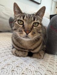 Lost Male Cat last seen Avenida de la Plata, Oceanside CA 92056, Oceanside, CA 92056