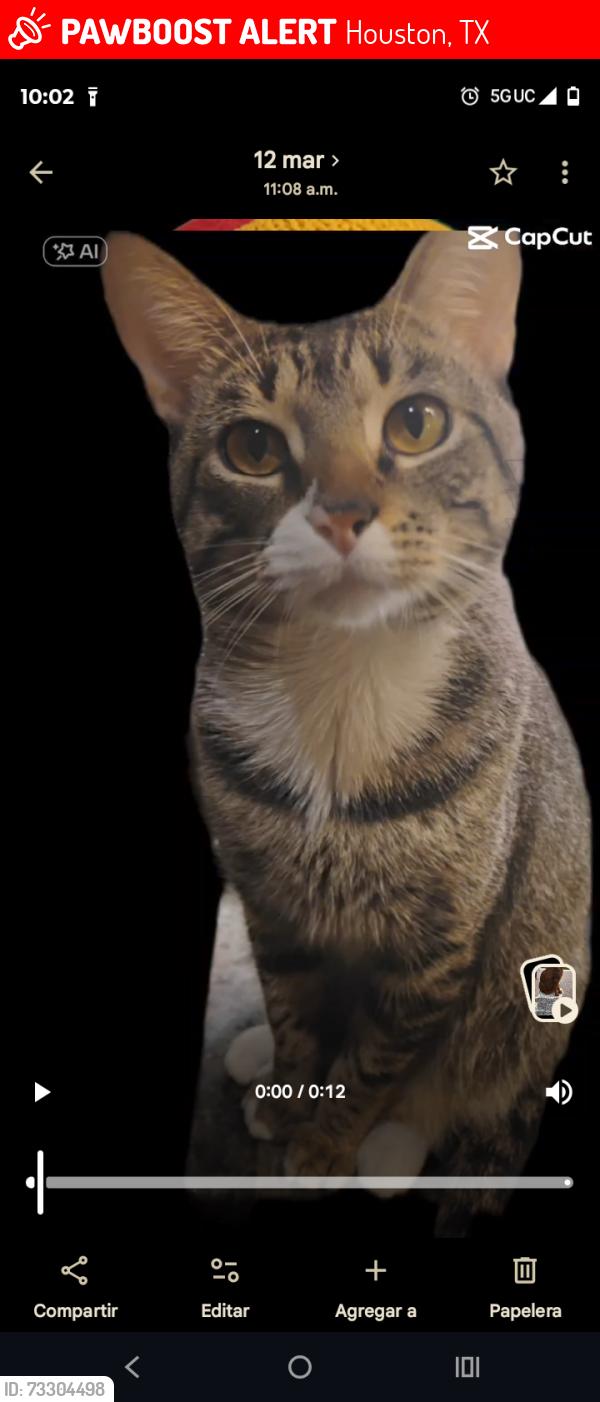 Lost Male Cat last seen Near West 34th St Houston TX 77092, Houston, TX 77092