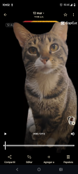 Lost Male Cat last seen Near West 34th St Houston TX 77092, Houston, TX 77092