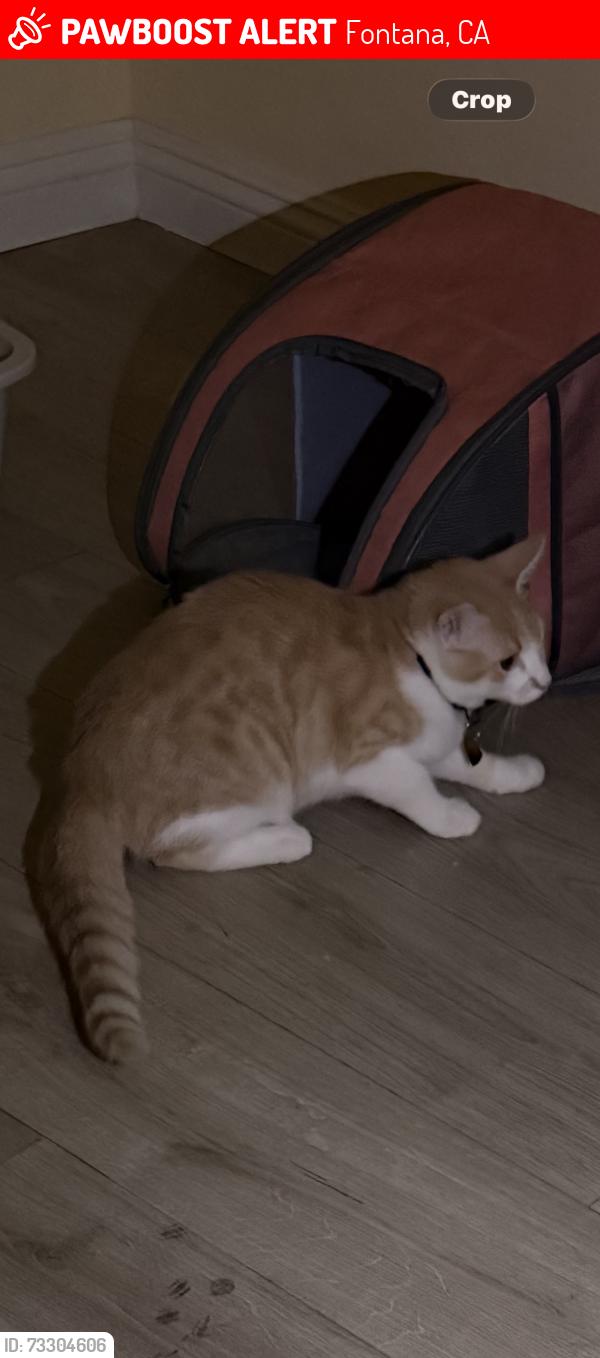 Lost Female Cat last seen Harvey Dr, Fontana, CA 92336