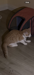 Lost Female Cat last seen Harvey Dr, Fontana, CA 92336