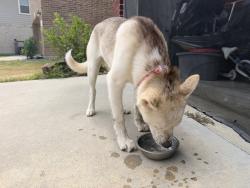 Reunited Female Dog last seen Crimson Flagg Ct, Harris County, TX 77493