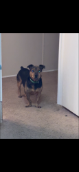 Reunited Male Dog last seen Bethlehem church rd, Grover, NC 28073