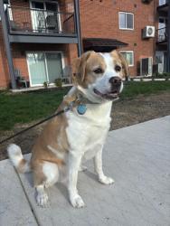 Lost Male Dog last seen Uncle Bills Pet Store on West Jefferson, Fort Wayne, IN 46804