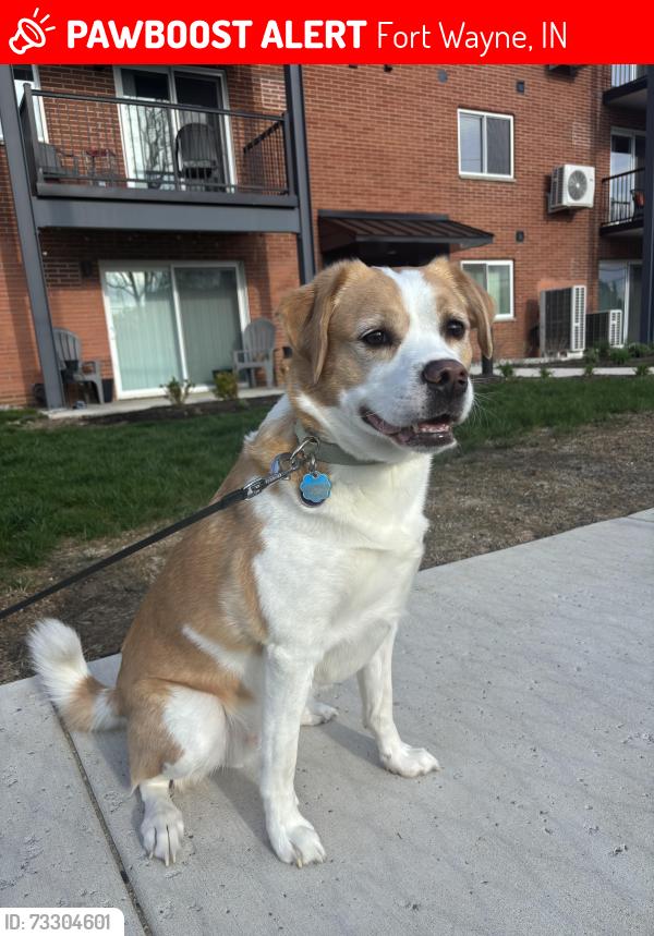 Lost Male Dog last seen Uncle Bills Pet Store on West Jefferson, Fort Wayne, IN 46804