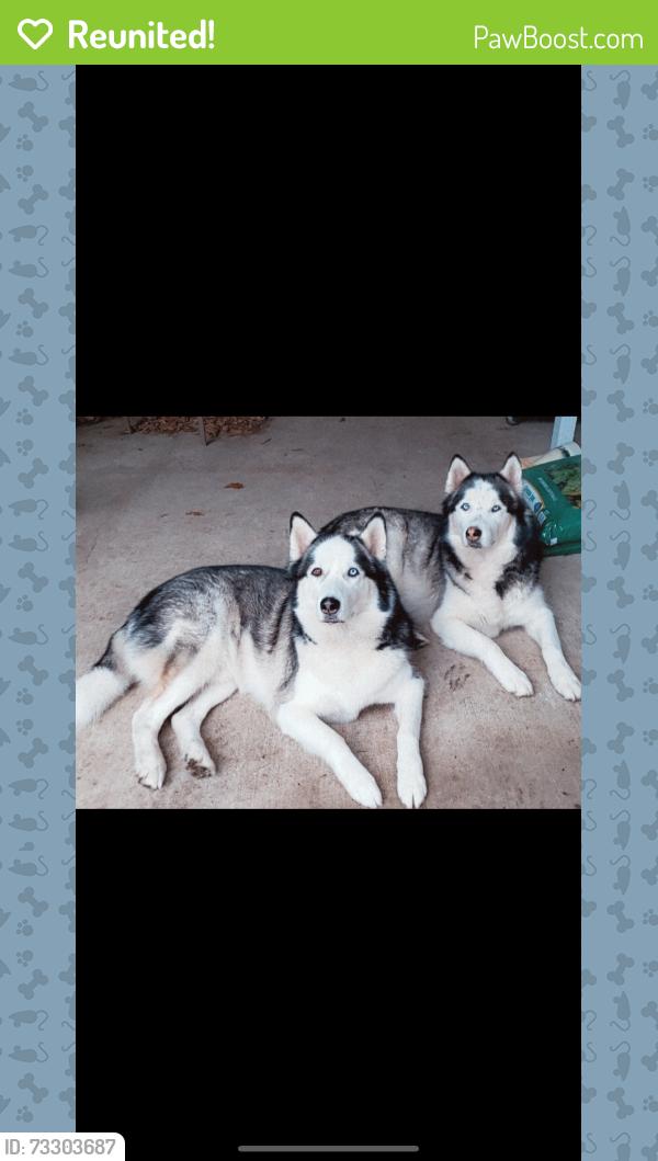 Reunited Male Dog last seen La Prada / Coronado Dr, Garland, TX 75043
