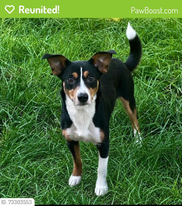 Reunited Male Dog last seen Near S Kirkman rd #135, Orlando, FL 32811