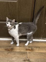 Lost Female Cat last seen Highhouse and NC 55, Cary, NC 27519