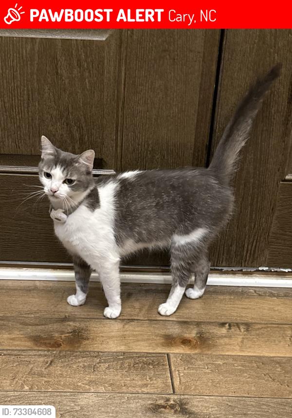 Lost Female Cat last seen Highhouse and NC 55, Cary, NC 27519