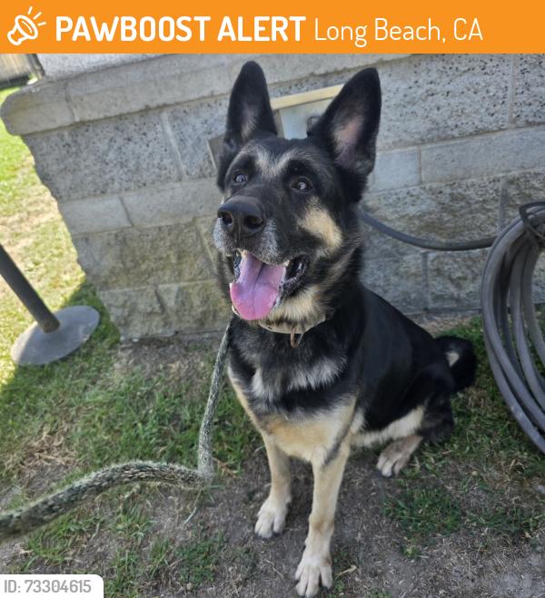 Found/Stray Male Dog last seen Near N Studebaker Rd, Long Beach, CA 90815, Long Beach, CA 90815