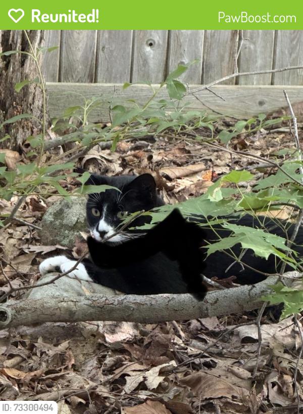 Reunited Unknown Cat last seen Near Quinnipiac University, Hamden, CT 06517