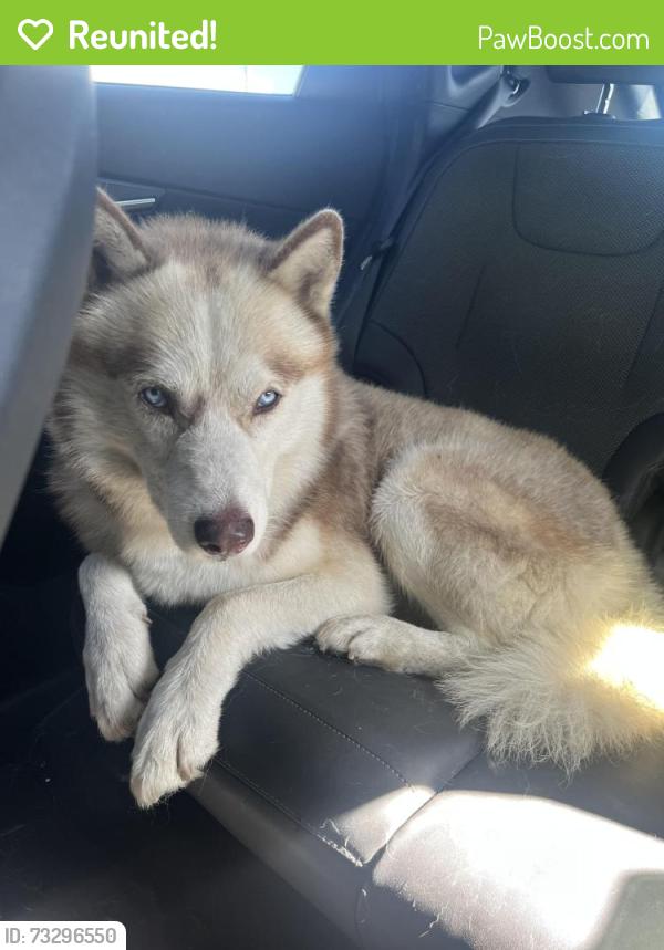 Reunited Male Dog last seen Main Street next to the pizza hut, Santa Ana, CA 92707
