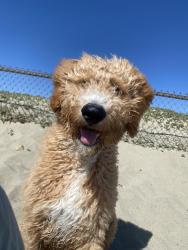 Reunited Female Dog last seen Near Mason st, San Pablo, CA 94806