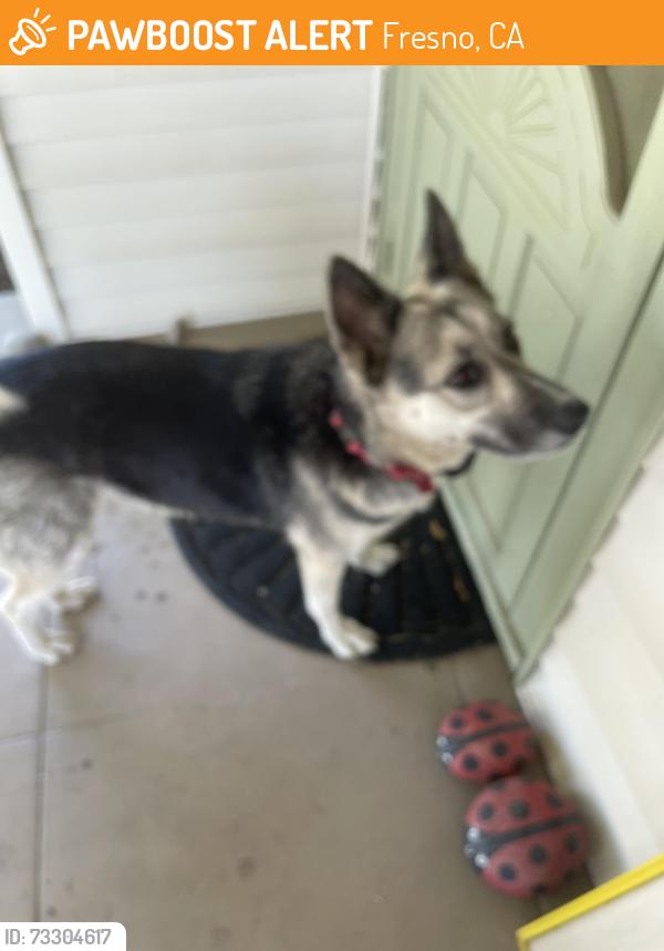 Found/Stray Female Dog last seen Palm and Olive, Fresno, CA 93728