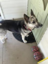 Found/Stray Female Dog last seen Palm and Olive, Fresno, CA 93728