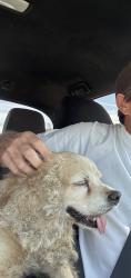 Reunited Male Dog last seen Peppermint Creek and Rawhide Rd, Jamestown, CA 95370