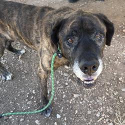 Shelter Stray Male Dog last seen , 328 Furman Hall Rd, Greenville, SC 29609, USA