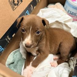 Shelter Stray Female Dog last seen , 4575 E Mesquite Ave, Palm Springs, CA 92264, USA