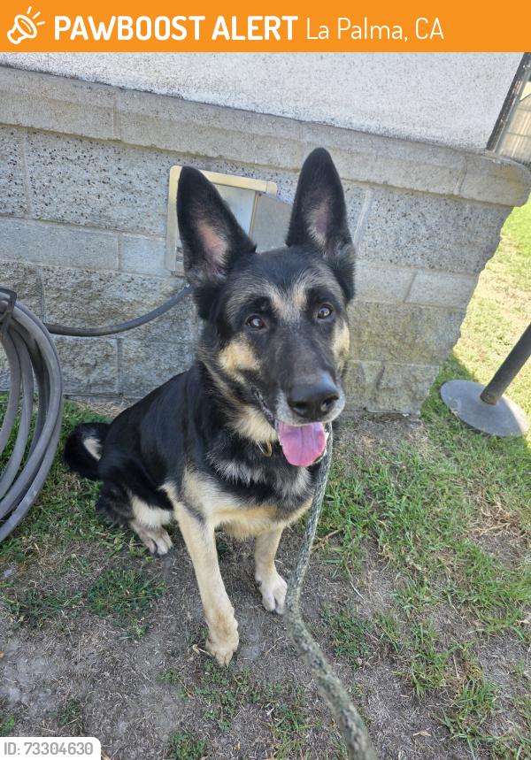 Found/Stray Male Dog last seen Near Sparrow Ln, La Palma, CA 90623, La Palma, CA 90623