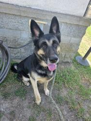 Found/Stray Male Dog last seen Near Sparrow Ln, La Palma, CA 90623, La Palma, CA 90623
