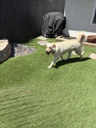 Reunited Unknown Dog last seen Cabela Dr and Matinal, San Diego, CA 92127