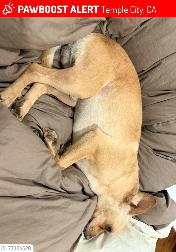Lost Male Dog last seen Ivar ave. Nearby teacup plaza in temple city, Temple City, CA 91780