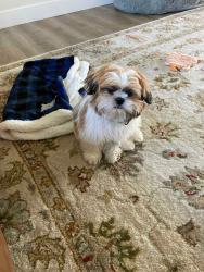 Reunited Male Dog last seen Eastern and 58th, Davenport, IA 52807
