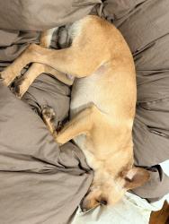 Lost Male Dog last seen Ivar ave. Nearby teacup plaza in temple city, Temple City, CA 91780
