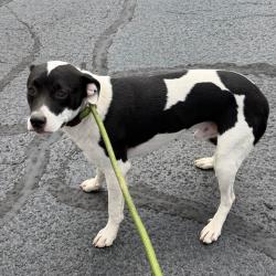 Shelter Stray Male Dog last seen , 2350 Appling City Cove, Memphis, TN 38133, USA